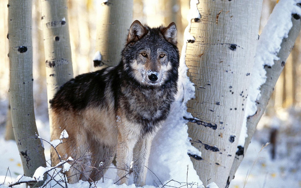 black and white wolf HD wallpaper