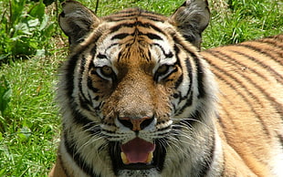 Bengal Tiger during daytime HD wallpaper