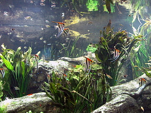 school of red-and-gray fish, aquarium