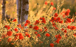 bed of red common Poppy flower HD wallpaper
