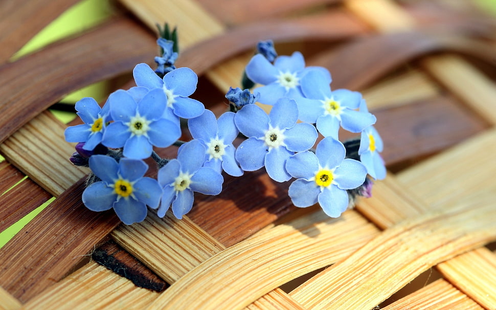 blue flowers HD wallpaper