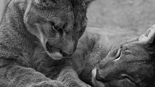 two animals in grayscale photography