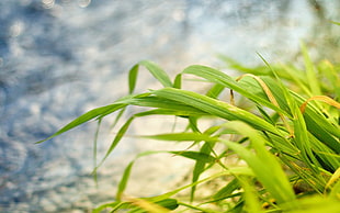 close-up photo of green leaf plant HD wallpaper