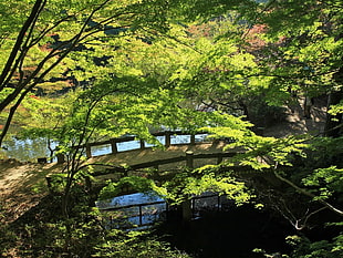 grey concrete garden bridge under green trees during daytime