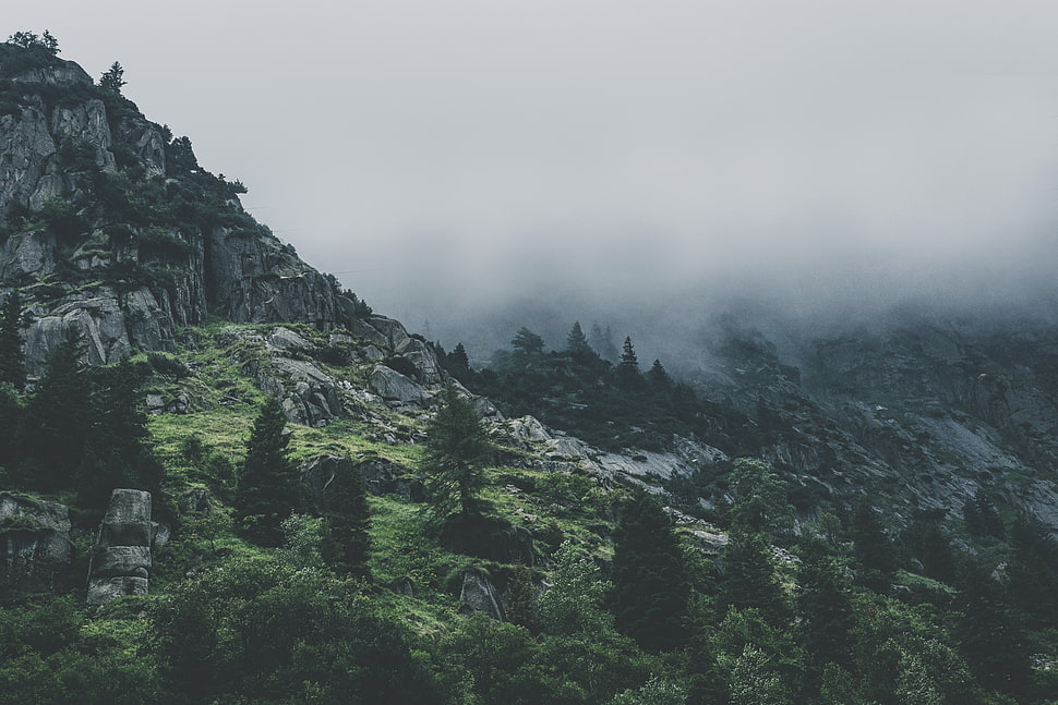 forest on mountain HD wallpaper