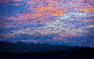 flock of birds silhouette photo HD wallpaper