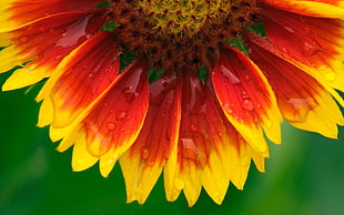 macro shot photo of red and yellow blanket flower