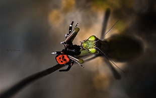 black and red spider and brown mantis close-up photography