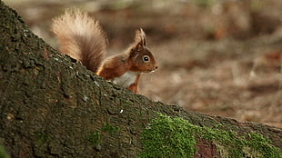photo of brown and white squirrel