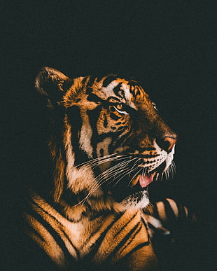 tiger head, Tiger, Muzzle, Predator