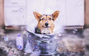 adult Cardigan Welsh corgi, animals, dog, bubbles, bucket HD wallpaper