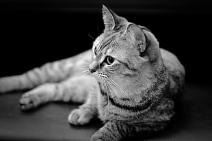 grayscale tabby cat photography