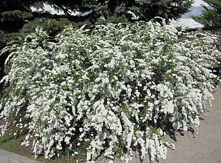 photo of white petaled flowers HD wallpaper