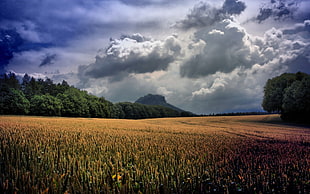 brown grass field, landscape, field HD wallpaper