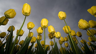 yellow rose flower lot, nature, flowers, tulips, worm's eye view HD wallpaper