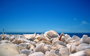 close-up photography of shells