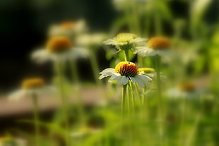 white coneflower in selective focus photography HD wallpaper
