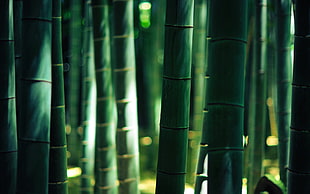 bamboo, wood, bokeh, forest HD wallpaper