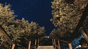 brown wooden stairs, photography, night sky, trees, starry night HD wallpaper