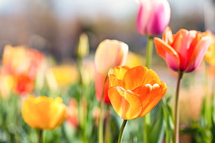 multicolored Shadow focus photography of flowers, tulips HD wallpaper