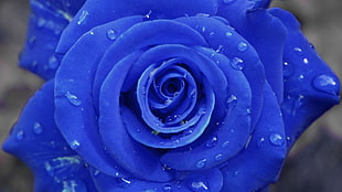 Rose,  Petals,  Drops HD wallpaper