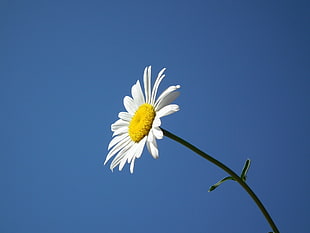 white petaled flower close up photo