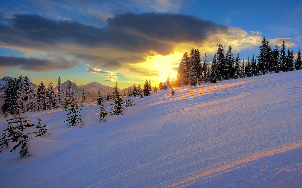 green trees, sunset, winter, trees, snow HD wallpaper
