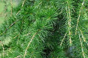 green pine tree HD wallpaper