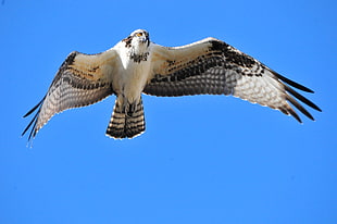 low angle of white and brown owl in flight, osprey, seedskadee national wildlife refuge