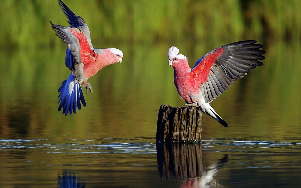two red, white, and black birds, nature, animals, birds, water HD wallpaper
