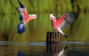 two red, white, and black birds, nature, animals, birds, water