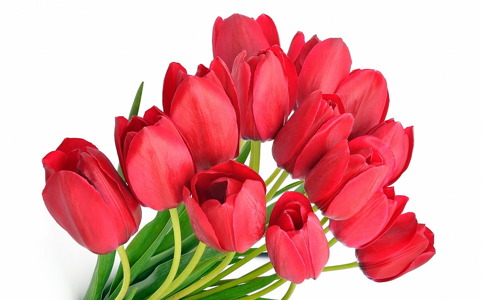 red roses HD wallpaper