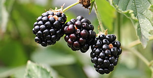 shallow focus photography of blackberries HD wallpaper