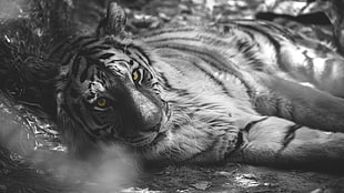 grayscale photo of tiger, selective coloring, animals, tiger