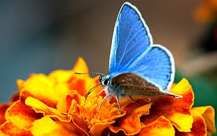 Summer Azure butterfly on orange petaled flowers HD wallpaper