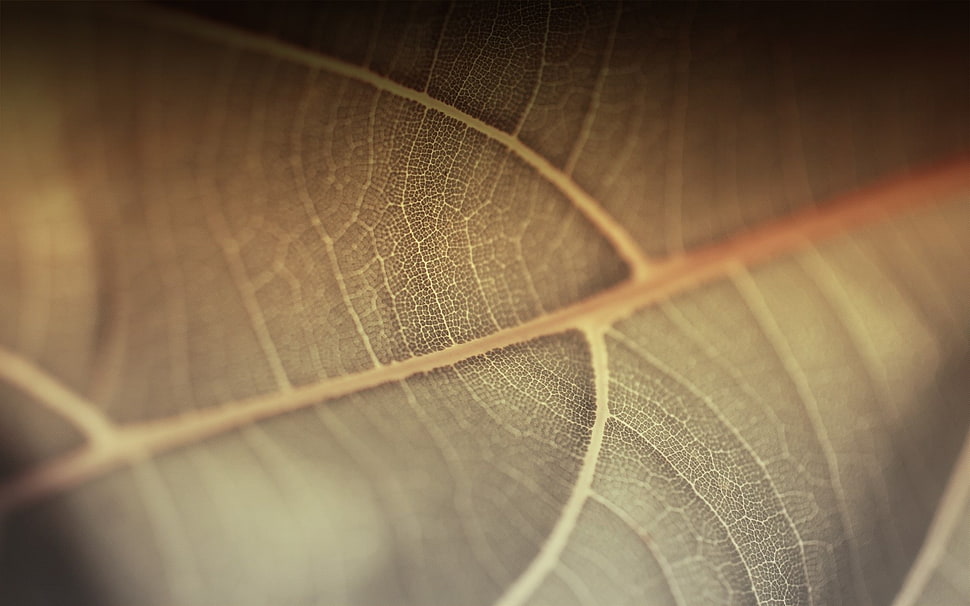 green leaf plant HD wallpaper