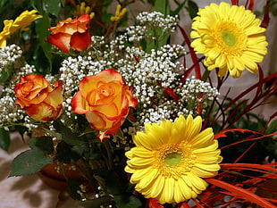 close up photo of yellow and orange petaled flowers