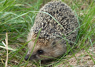 brown porcupine hiding on grasses