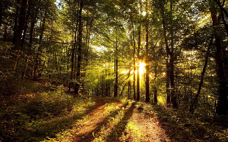 forest landscape during sunset HD wallpaper