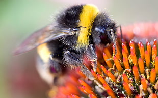 close up photo of Bumble Bee perching on orange flowers
