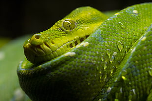 macro photography of Viper snake HD wallpaper