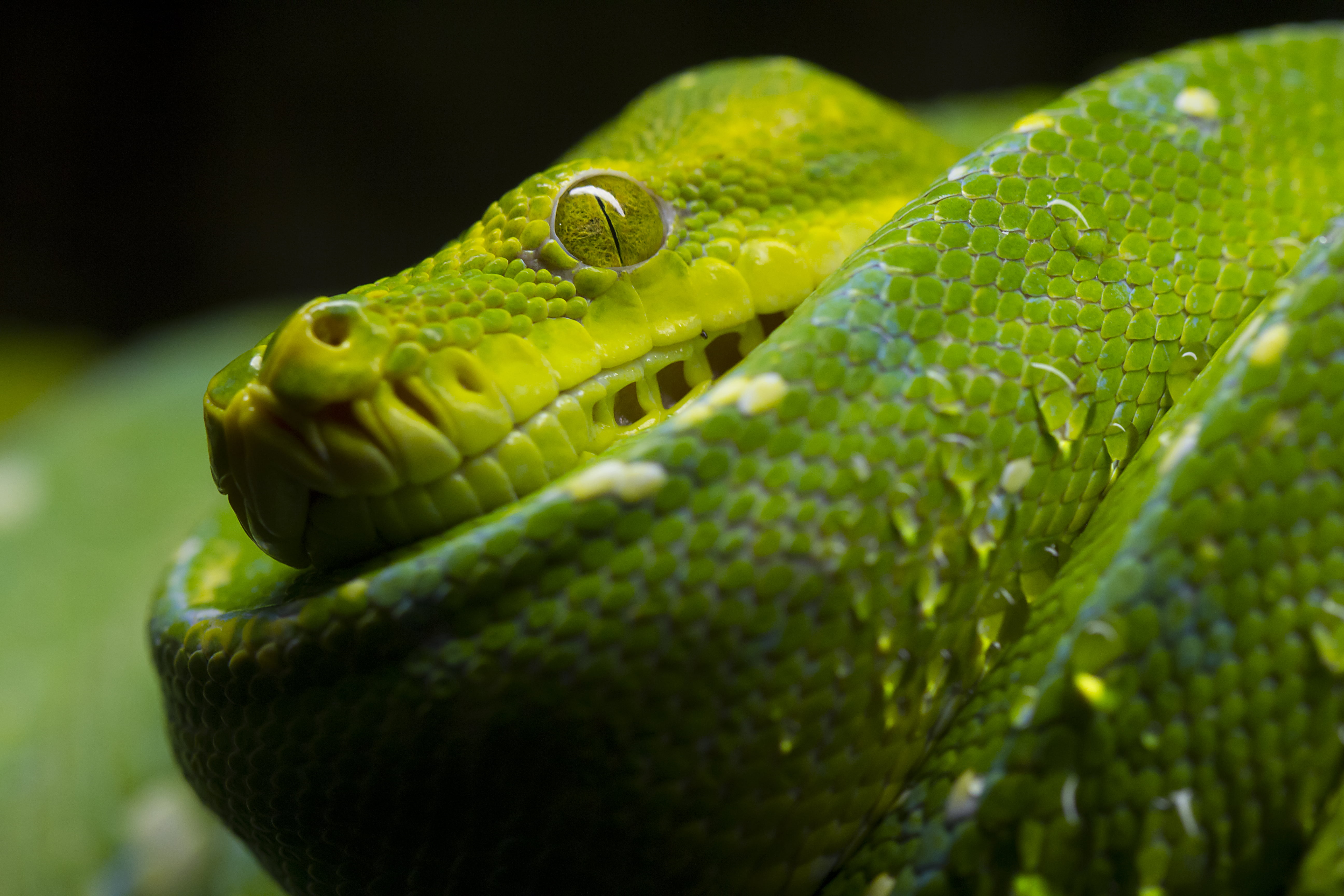 Macro photography of Viper snake HD wallpaper | Wallpaper ...