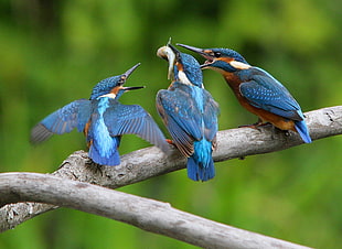 three blue and brown Kingfisher on branch, alcedo atthis, common kingfisher