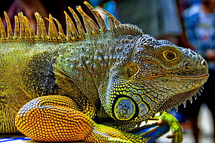 closeup photo of chameleon