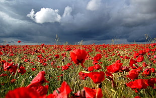 red Poppy clouds under cloudy sky HD wallpaper
