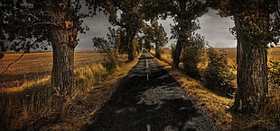 gray road between trees painting