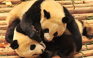 two black and brown dog plush toys, panda, animals