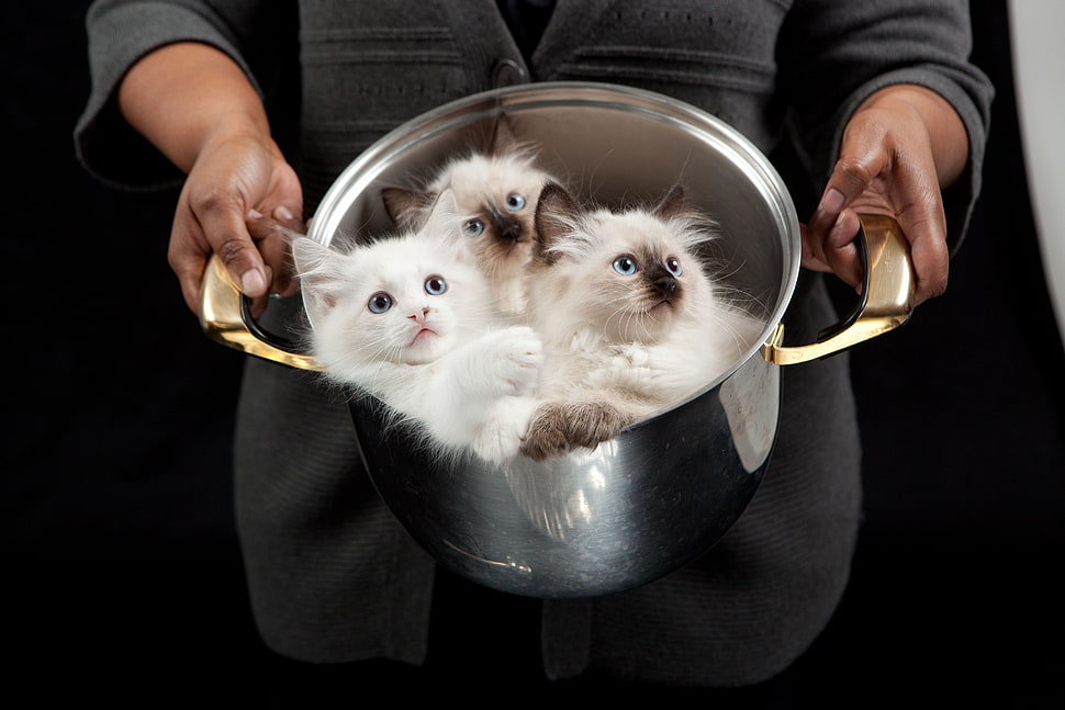 two brown and white kittens HD wallpaper