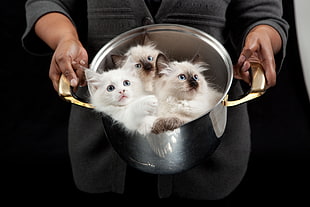 two brown and white kittens