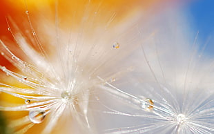 selective focus photography of dandelion with water dew